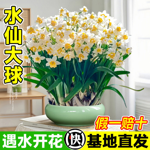 正宗漳州水仙花种球水养特大球
