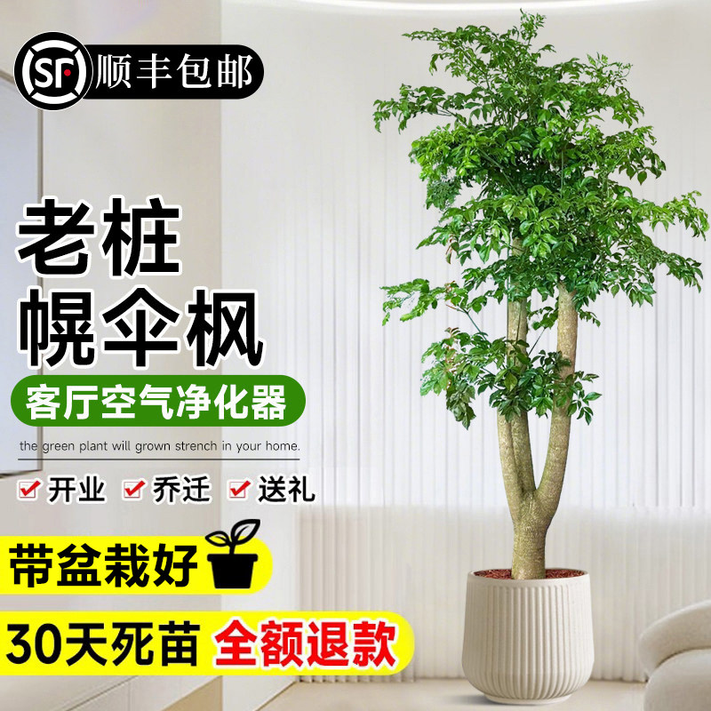 幌伞枫幸福树老桩三叉绿植盆栽高级感室内落地大型绿植好养活盆景