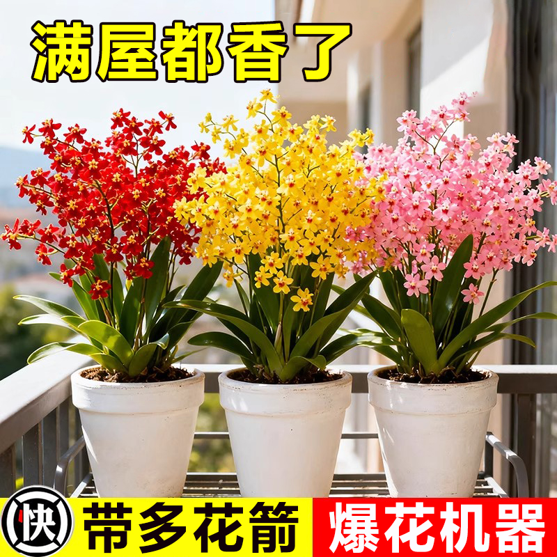 香水梦香兰盆栽带花苞发货