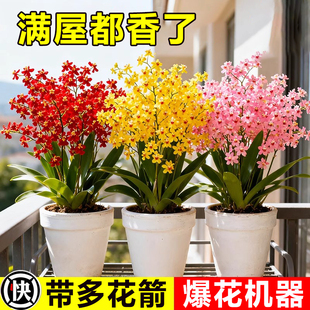 香水梦香兰盆栽带花苞精品文心兰四季 耐寒鲜花卉室内阳台好养绿植
