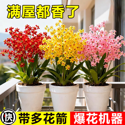 香水梦香兰盆栽带花苞发货