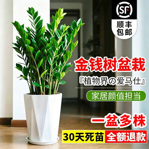 金钱树盆栽客厅大型招财树绿植