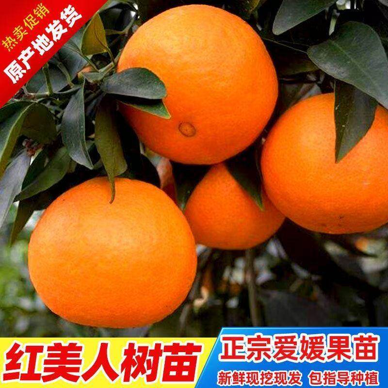 正宗爱媛28红美人树苗嫁接新品种