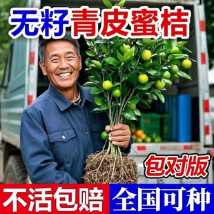 正宗无籽青皮蜜桔果树苗嫁接盆栽南北方种植当年结果带土球橘子苗