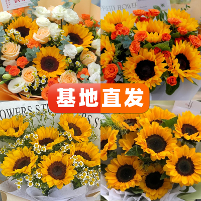 向日葵水养鲜花插花云南基地直发