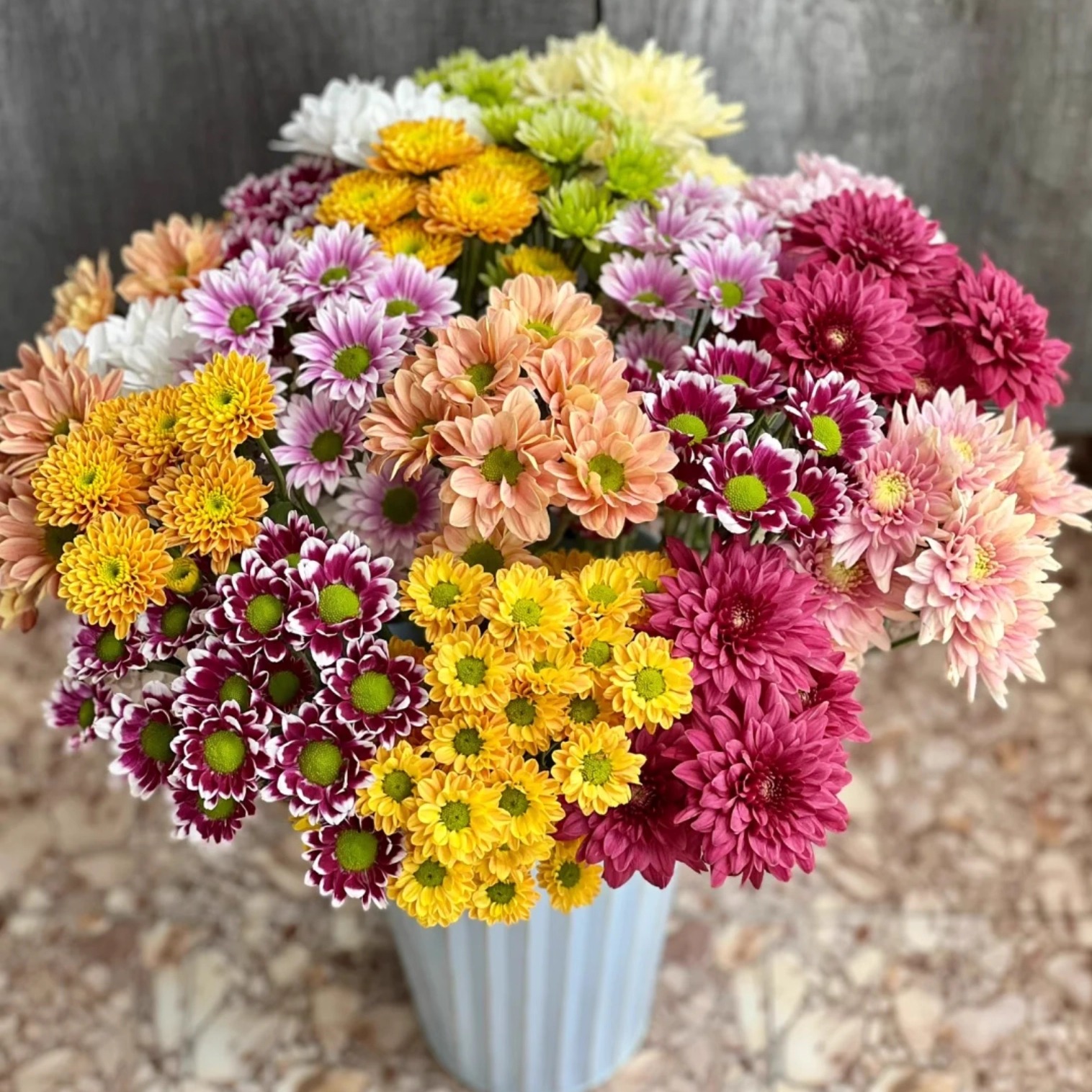 混色小雏菊鲜花云南基地直发