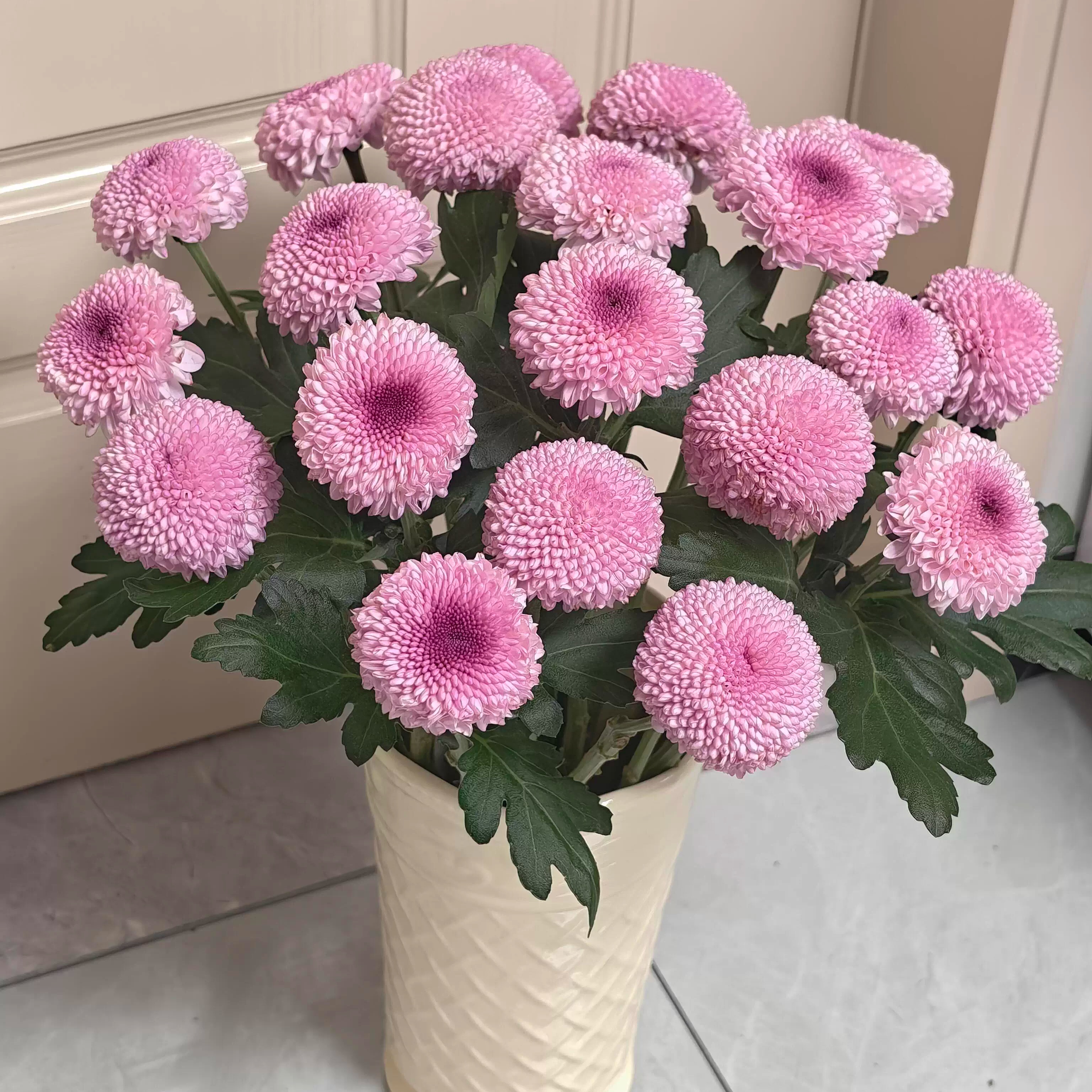 粉色乒乓菊鲜花云南基地直发