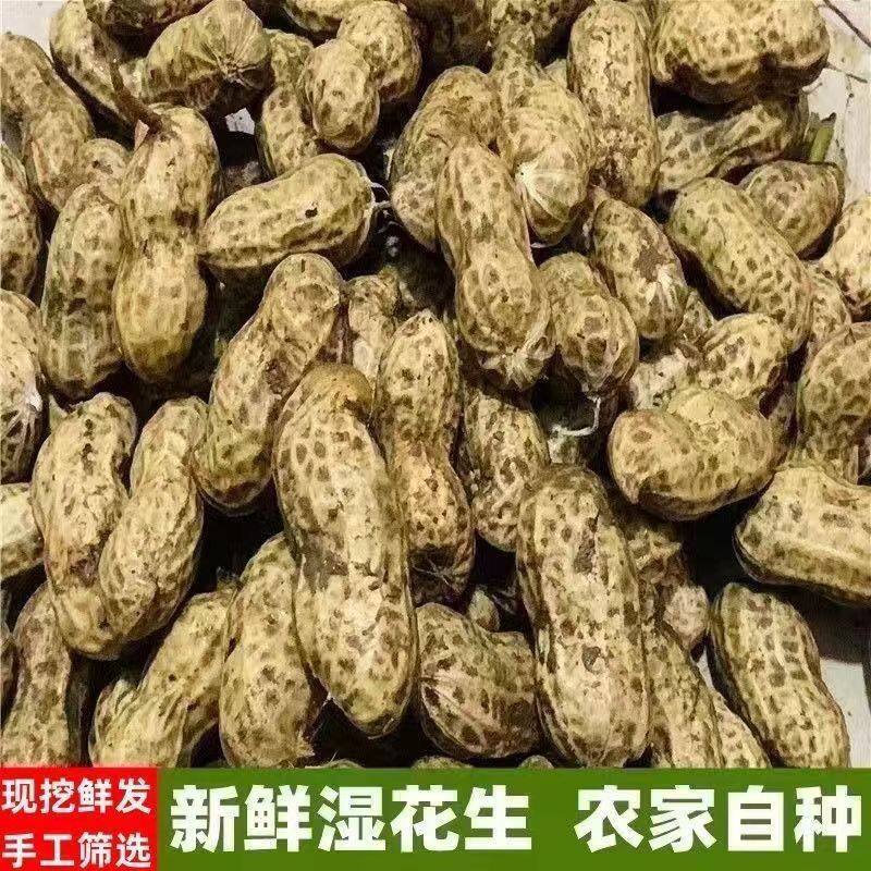 新鲜湿花生应当季现挖花生带泥花生农家自种带壳湿花生可水煮包邮