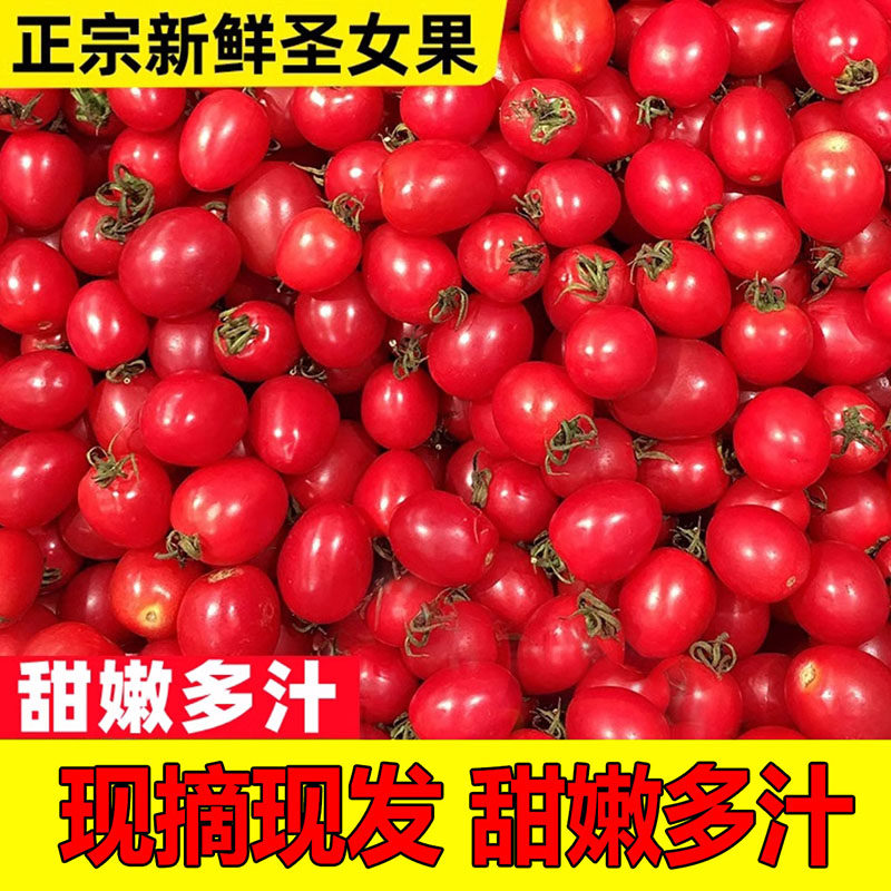 正宗圣女果新鲜小番茄樱桃小西红柿生吃应季水果樱桃小番茄包邮