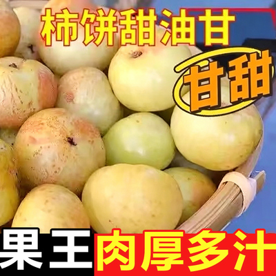 潮汕普宁崩坎甜油甘新鲜油甘果牛甘果余甘果滇橄榄甜种柿饼甜油柑