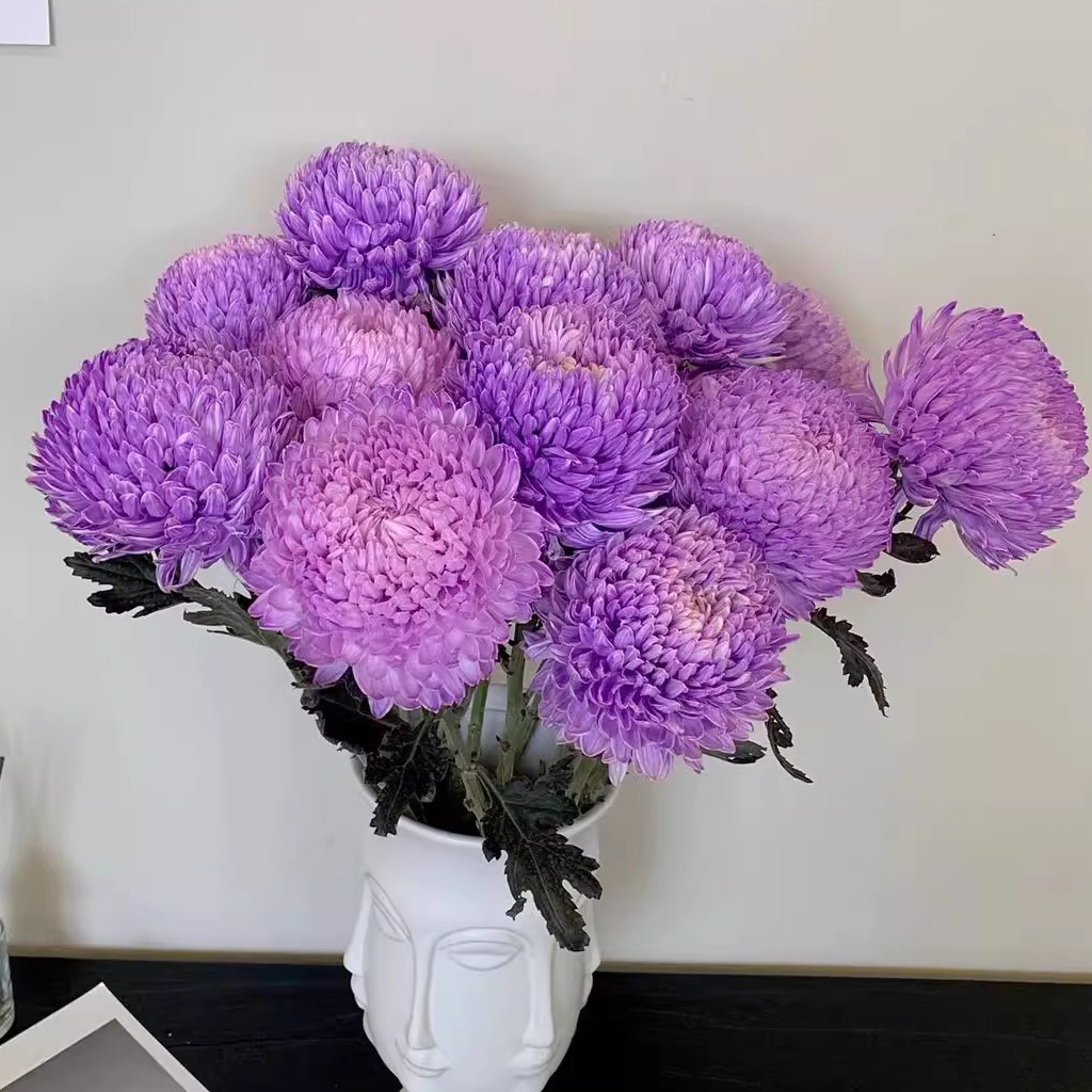 【牡丹菊-幻彩紫5支】一单包邮两单升级快递