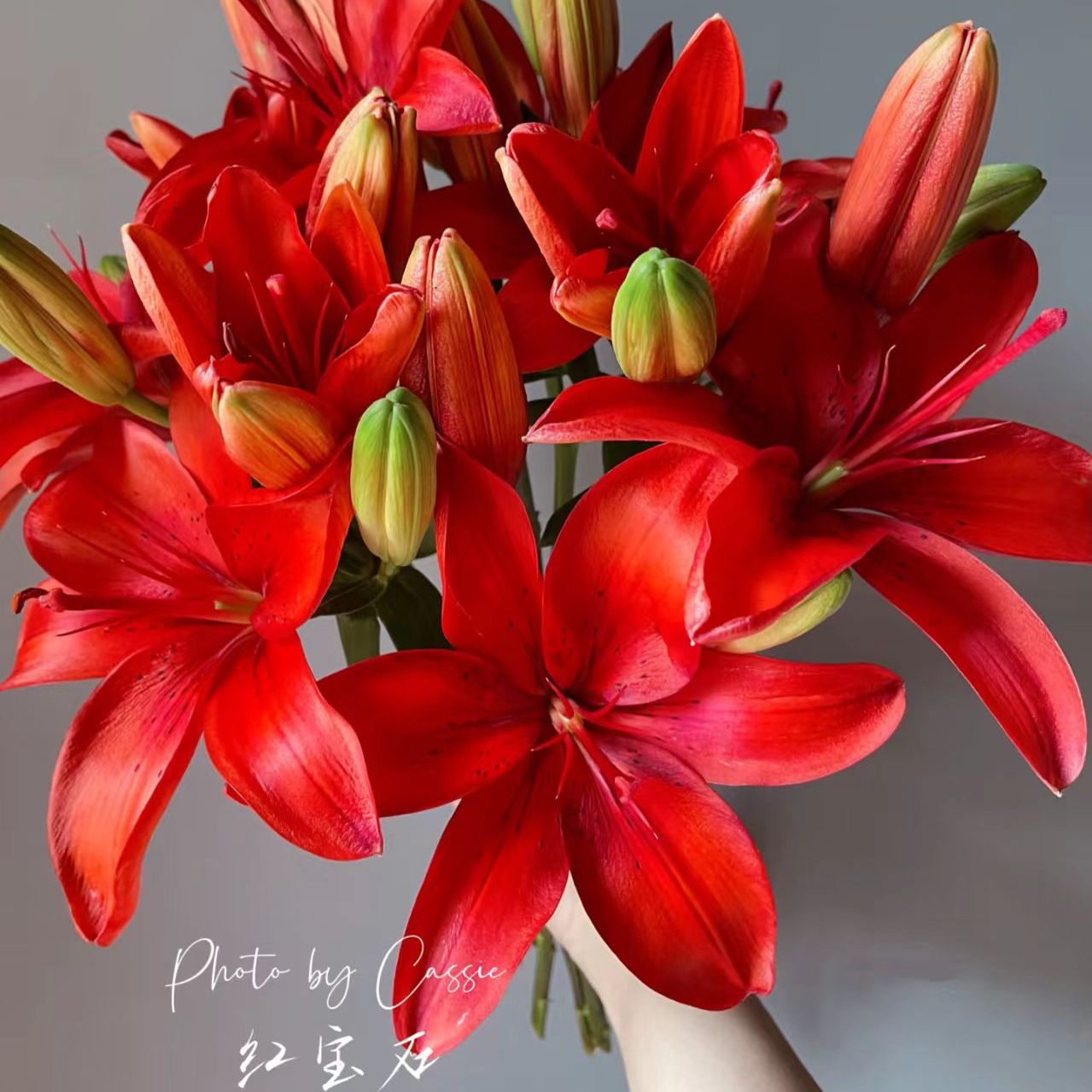 【红宝石亚百合多头（3支）】一单包邮两单升级快递