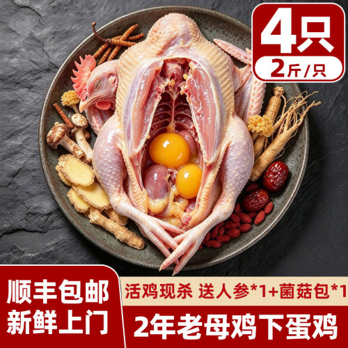 母鸡现杀新鲜净膛2斤4只顺丰包邮