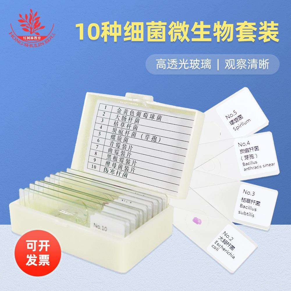 10种细菌微生物涂片病原生物与免疫学革兰染色球菌杆菌显微镜玻片