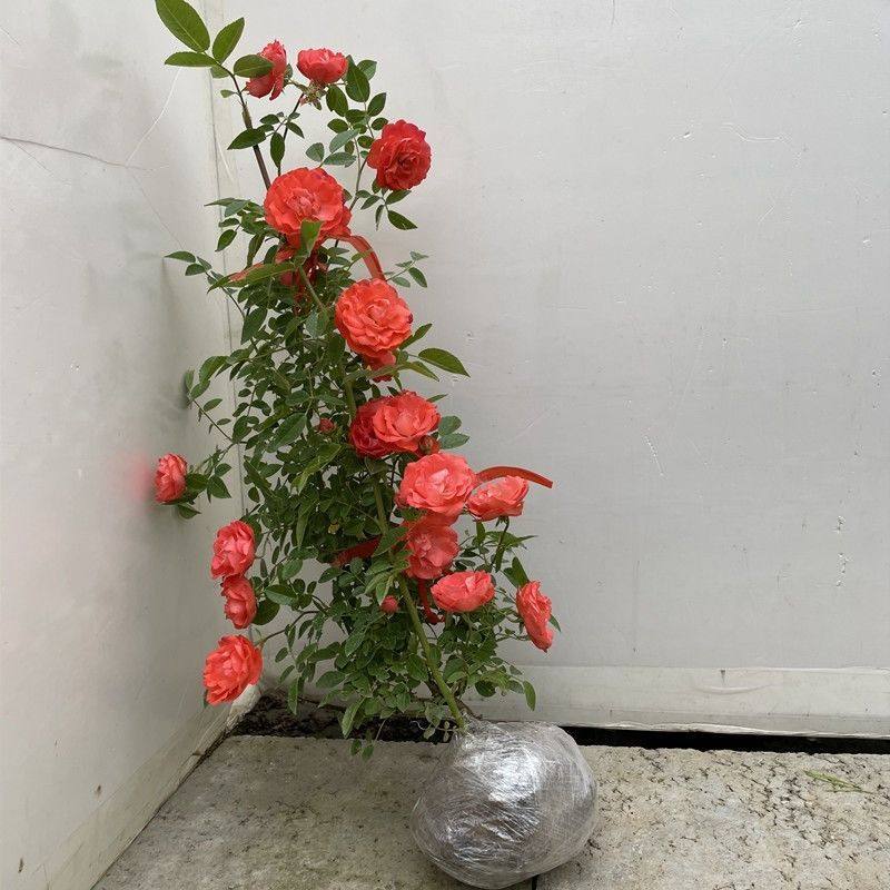 正宗四季橙木香无刺爬藤红木香耐热耐寒大苗庭院植物 园林工程,鲜花速递/花卉仿真/绿植园艺,月季/蔷薇/玫瑰,淘宝优惠券,粉丝福利购,淘宝优惠卷