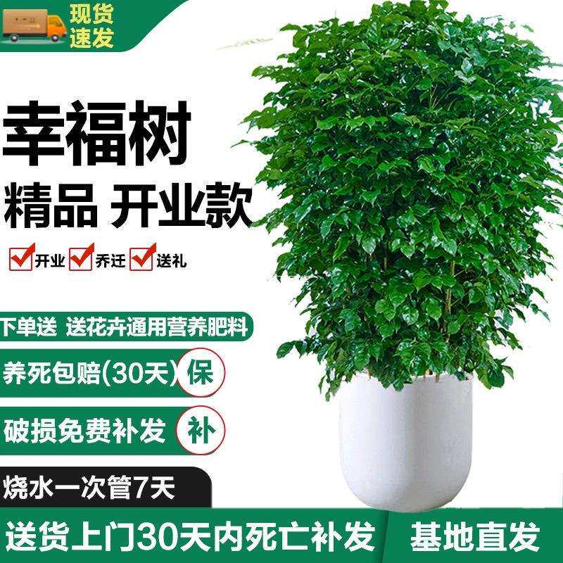 幸福树客厅盆栽大型绿植净化空气好养吸收甲醛办公室幸福树盆泽直
