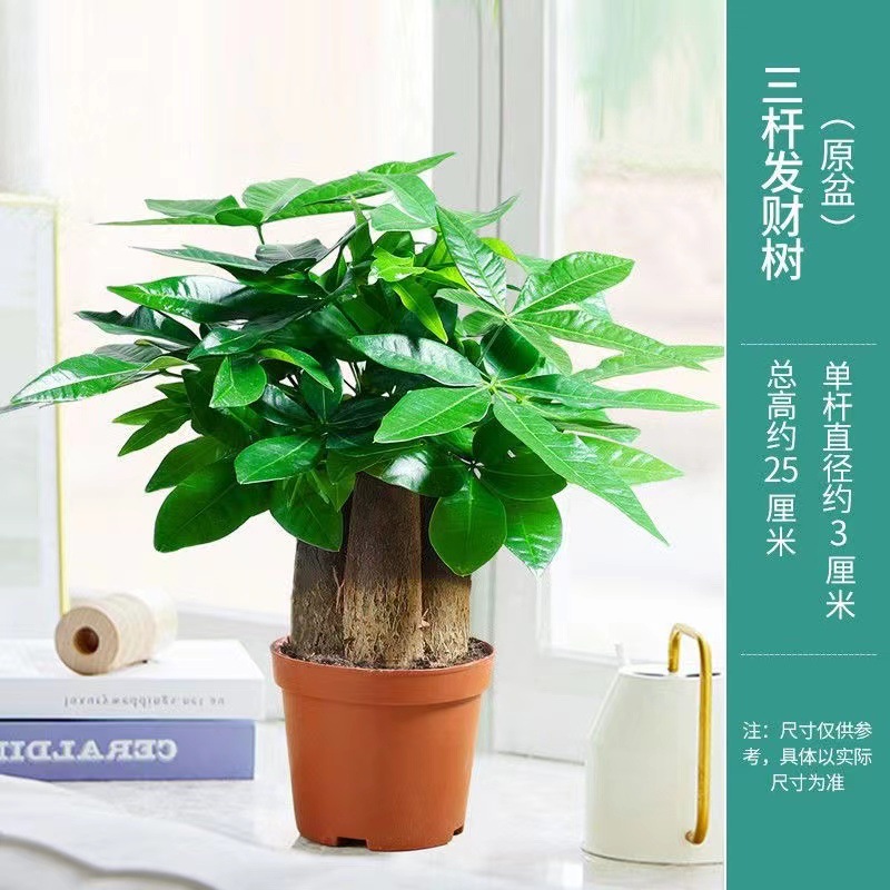 发财树盆栽室内绿植小盆景