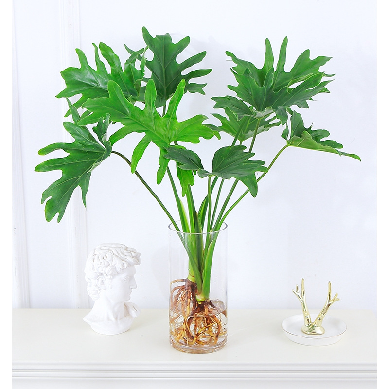 春羽盆栽水培绿植室内常青