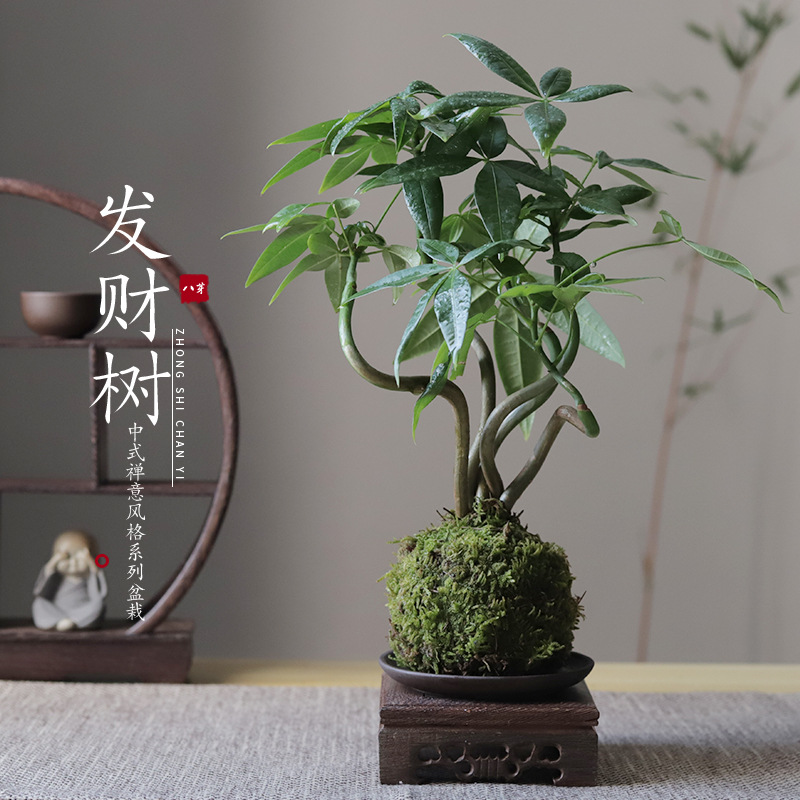 发财树苔藓玉球禅意绿植