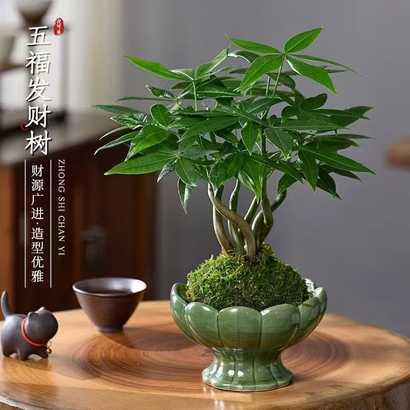 五福发财树水培苔藓盆栽