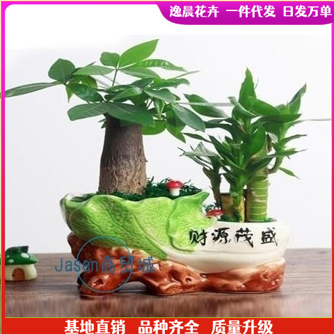 发财树盆栽室内桌绿植花卉