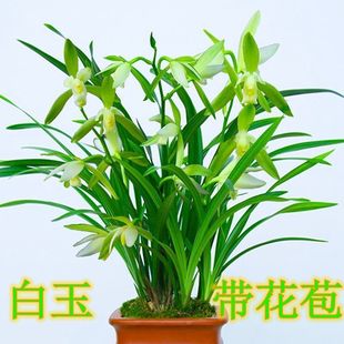 名贵兰花带花苞建兰春兰四季素心苗出售花卉盆栽草好养