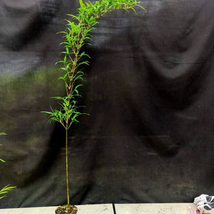 紫竹室内盆栽飘支紫寒竹盆景庭院桌面绿植微竹子苗观赏竹