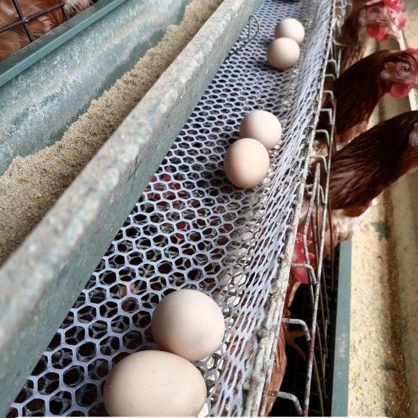 鸡蛋防笼锈印塑胶网 鸡笼蛋托垫网 蛋鸡防锈斑垫网 接鸡蛋塑料网,畜牧/养殖物资,养鸡网,淘宝优惠券,粉丝福利购,淘宝优惠卷