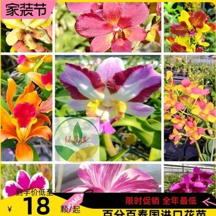 进口泰秋无花苗秋石斛兰阳台室内外耐热耐旱好养易繁殖复花强新手