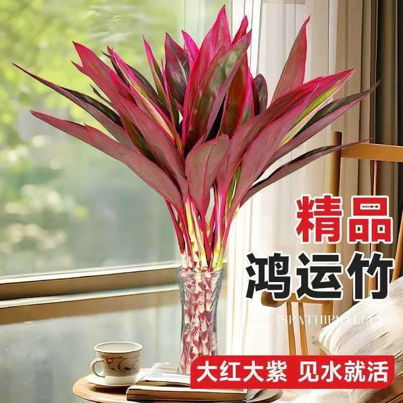 富贵竹水培鲜切紫竹四季好养大叶鸿运竹净化空气绿植基地采摘绢花