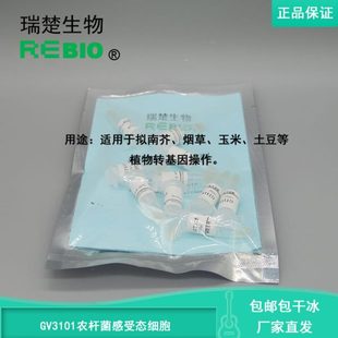 包邮包干冰GV3101农杆菌感受态细胞根癌农杆菌10支20支50支100支
