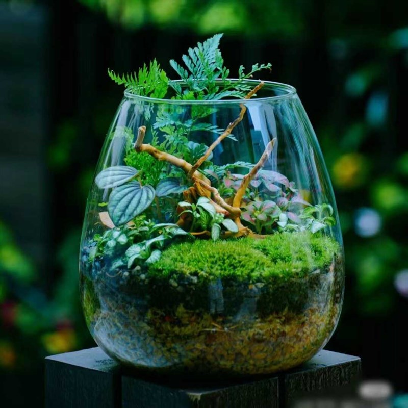 透明水培玻璃花瓶创意微景观造景生态瓶J容器适于室内桌面摆放花