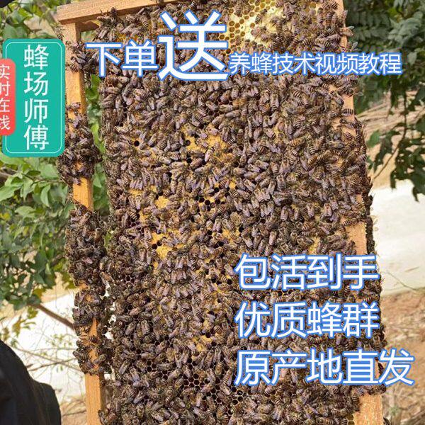 蜜蜂带蜂养殖中包邮中华中箱蜂带开脾蜂蜂群活蜜蜂产蜂王子新带群