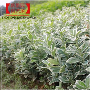 庭院银边四季青金边卫矛 大叶冬青 东青树苗 色块苗木 园林绿化带