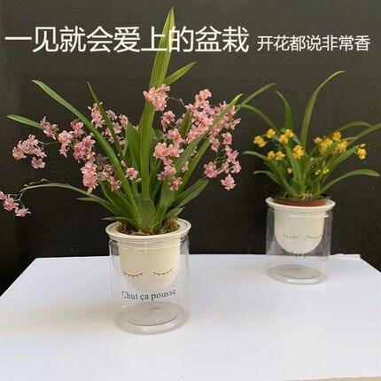 6色可选 包开花 下单就送懒人杯 种好发货 梦香文心兰 开花超香