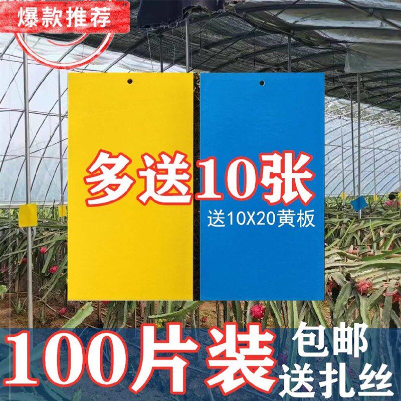 新款粘飞虫纸粘虫板瓜果实蝇胶板针锋蜂桔小柑橘食苍蝇贴诱果蝇蓝