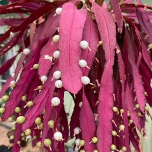 红叶丝苇绿植吊盆植物仙人掌红C色喜庆观叶吊盆植物果实可食用