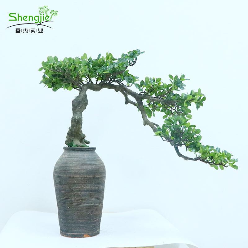 仿真罗汉松仿真绿植办公室装饰仿真珊榕叶家居玄关摆件仿真植物