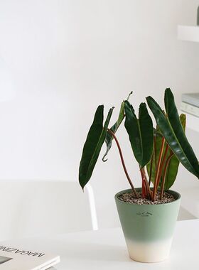 植物私生活 橙柄蔓绿绒热带植物好养耐养室内网红观叶植物