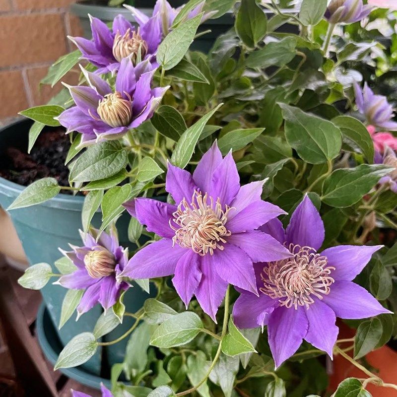 啤酒铁线莲花苗阳台盆栽绿植早花大花重瓣庭院阳台花爬藤攀援植物