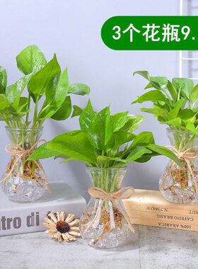 水养创意水培植物玻璃花瓶信透明瓶养花皿桌面子容绿萝器小器风