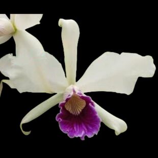 客厅苗卡特兰花原婆婆洋今年室内办公室连体兰原开花盆卡阳台唇红