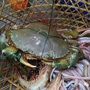 福建东山红鲟膏蟹一只8两左右鲜活螃蟹 活寄活收