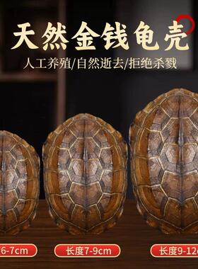 中古龟壳天然乌文玩六爻