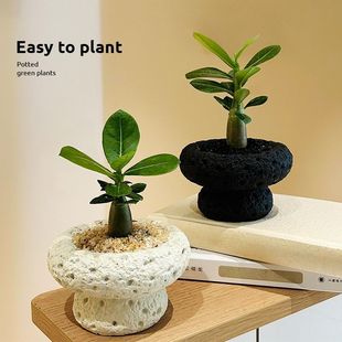 胖胖树沙漠玫瑰盆栽多肉植物花卉易活四季喜阳耐晒客厅办公室绿植