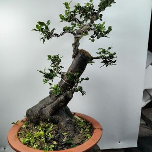 金弹子盆景熟桩小品挂果盆栽室内客厅绿植老鸦柿母桩矮黑塔子