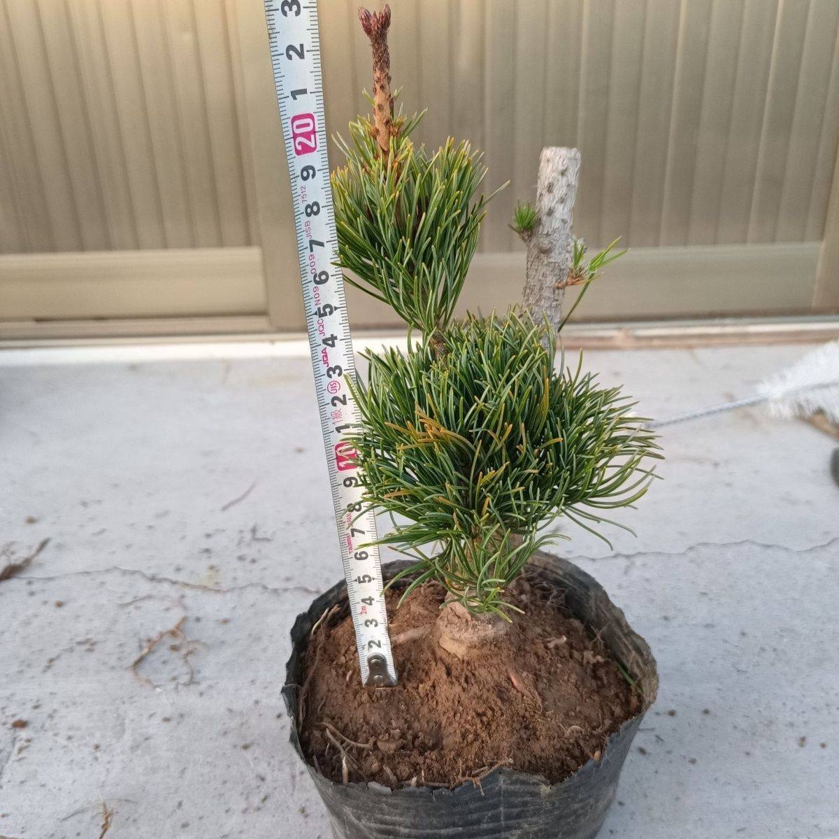 精品五针松大阪盆景,瑞祥九重那须娘金针宫岛等贵品,鲜花速递/花卉仿真/绿植园艺,造型盆景,淘宝优惠券,粉丝福利购,淘宝优惠卷