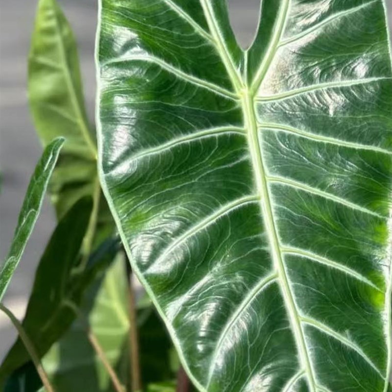 鲸鹿花园 银脉剑叶海芋龙牙海芋J室内阳台好养大型热植