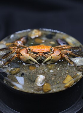 【横行】真实螃蟹红螯相手蟹标本微景滴胶造景玻璃罩摆件男生礼物