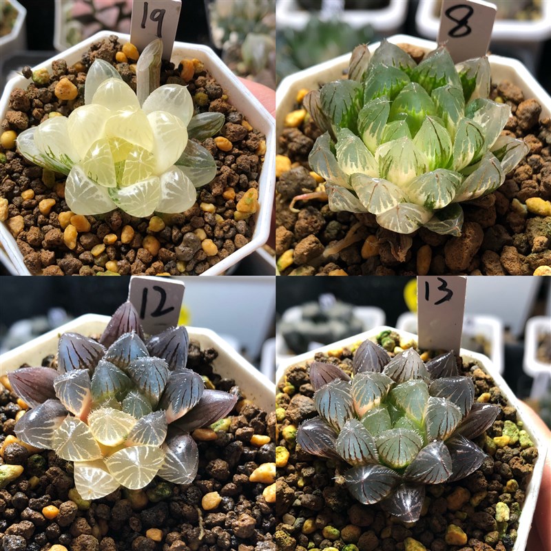 1号玉露锦寿锦i一物一拍带盆发货十二卷多肉植物1月3日更新